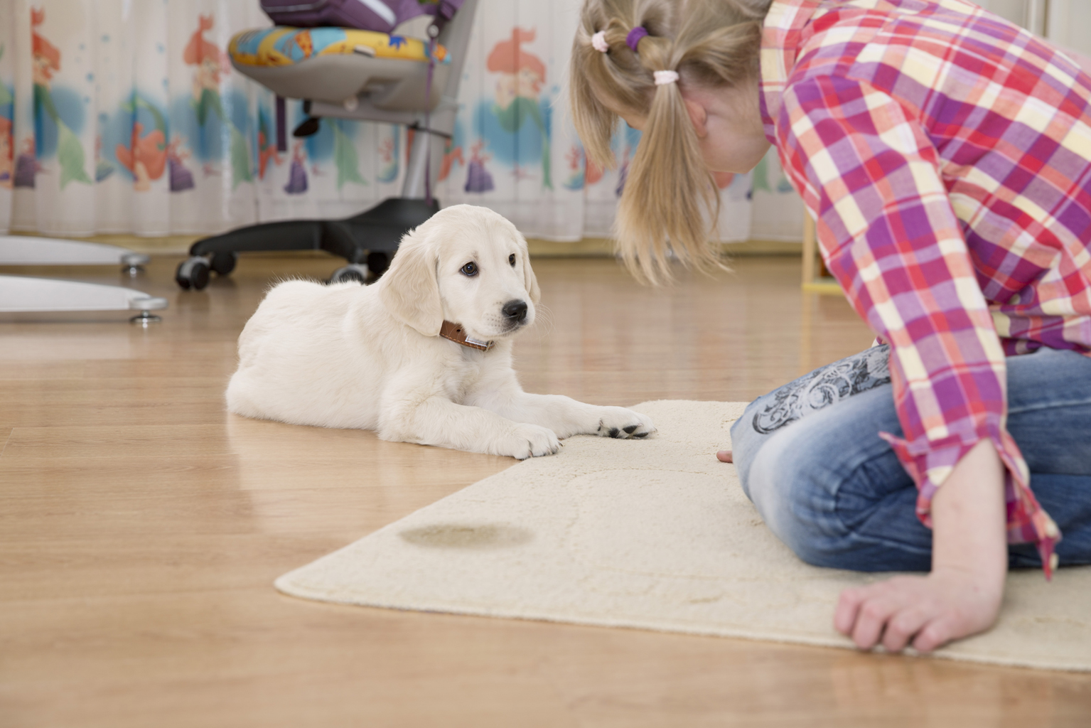Как отучить взрослую собаку и щенка писать и гадить дома, причины
