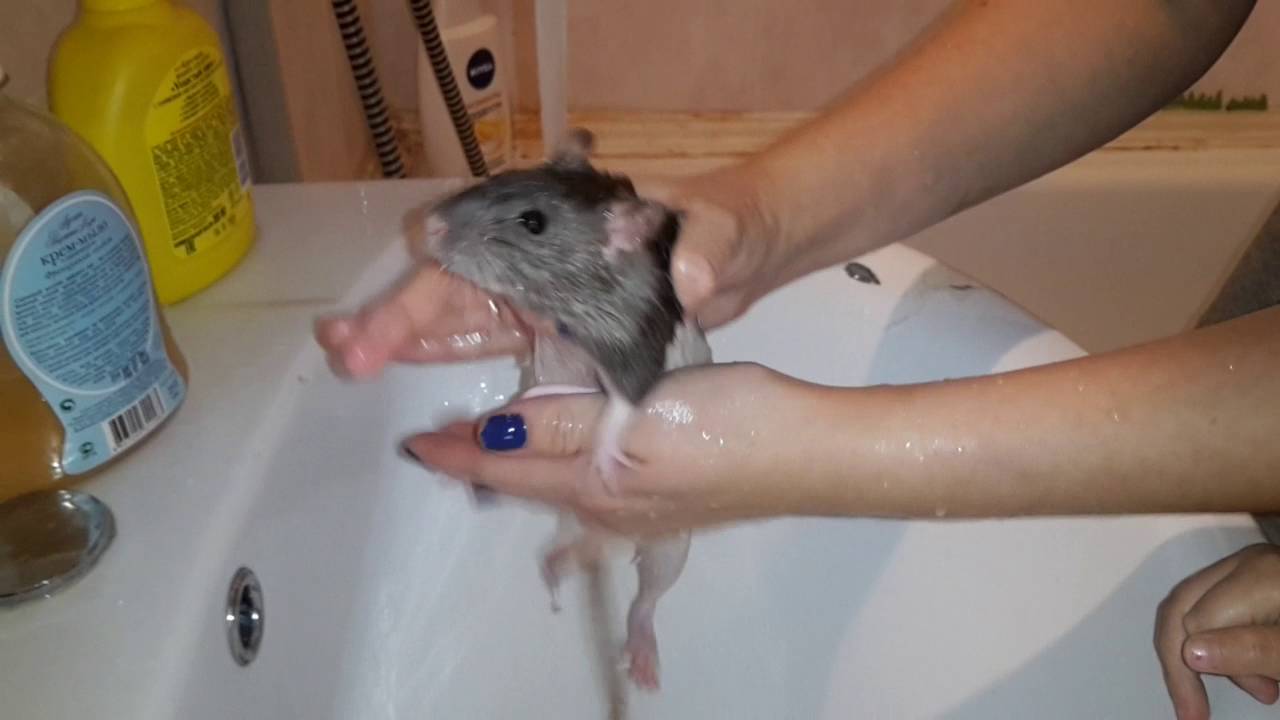 Как купать крысу в домашних условиях, пошаговая инструкция