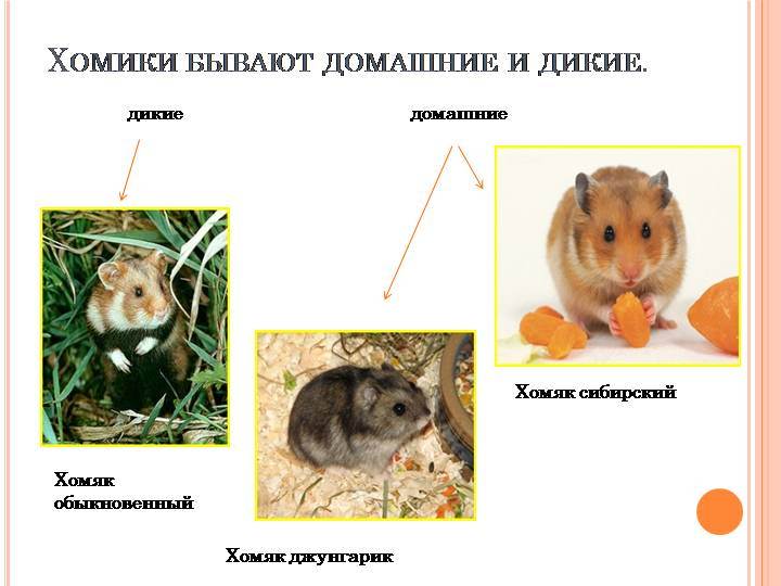 Породы хомяков: как выглядят домашние и дикие, какие существуют виды, размеры