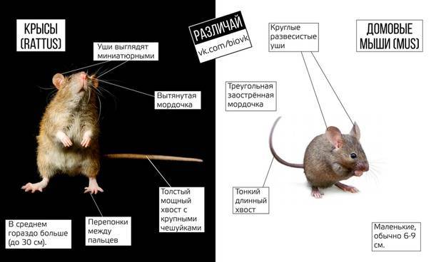 Мыши и крысы: отличительные особенности, сходства и различия во внешнем виде и поведении