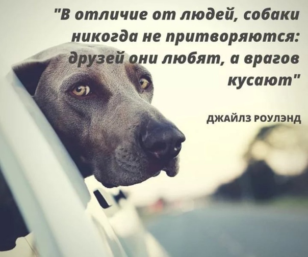 Как помочь собаке, если она тоскует по хозяину   | материнство - беременность, роды, питание, воспитание