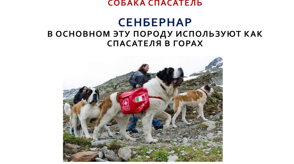 Собака водолаз: особенности породы, воспитания и ухода