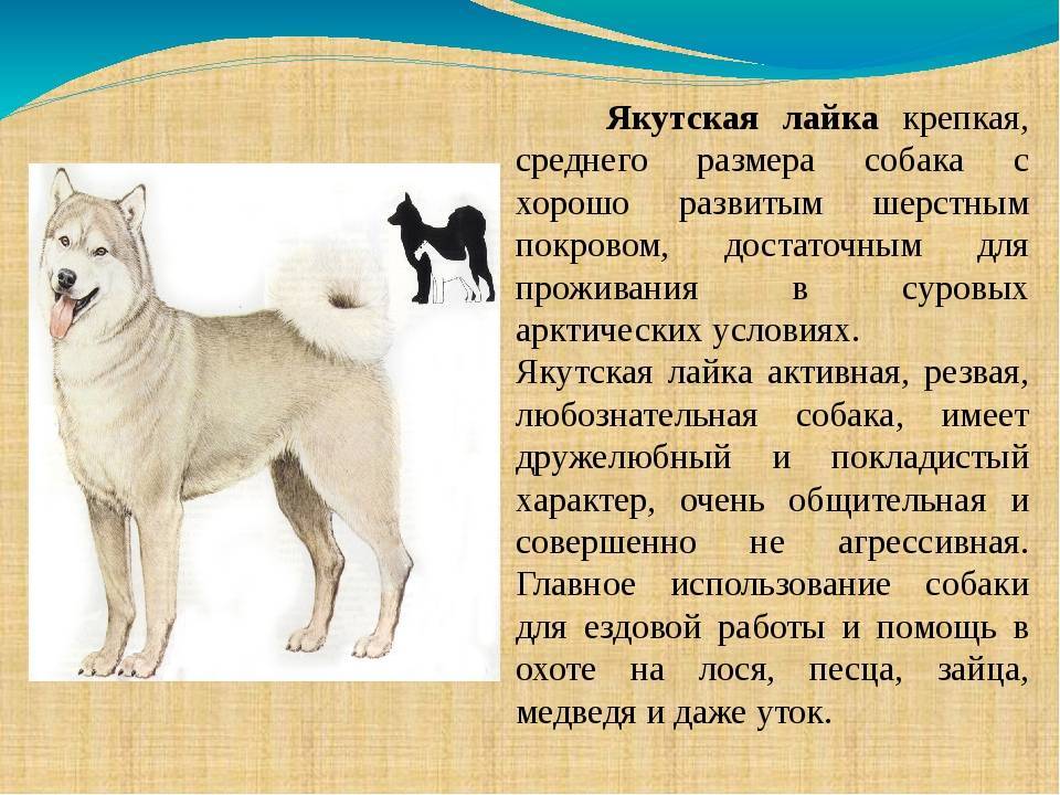 Якутская лайка: характеристика породы собак