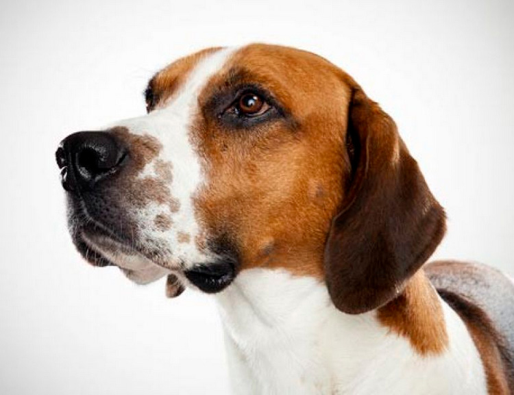 Описание породы собак английский фоксхаунд: характер, уход, предназначение