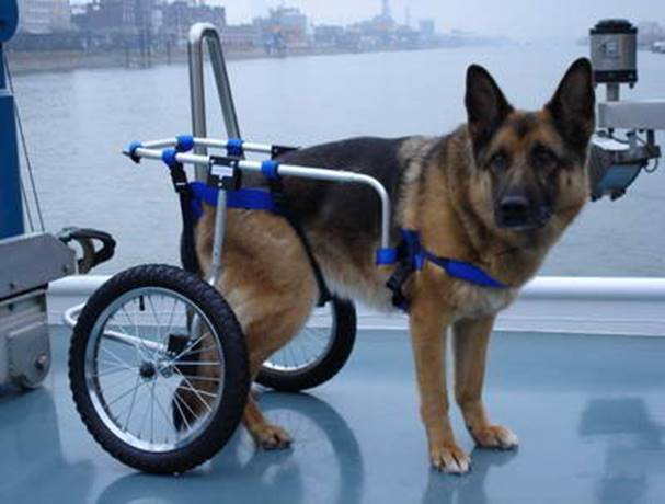 ᐉ инвалидная коляска для собаки - ➡ motildazoo.ru