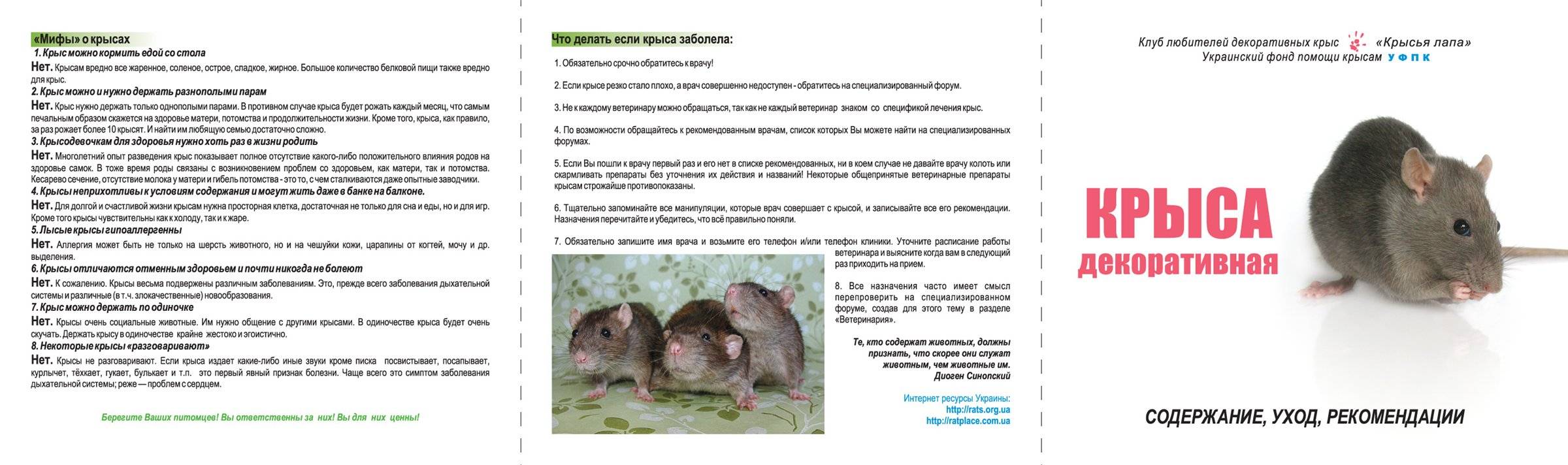 Что ест крыса в дикой природе и в домашних условиях?