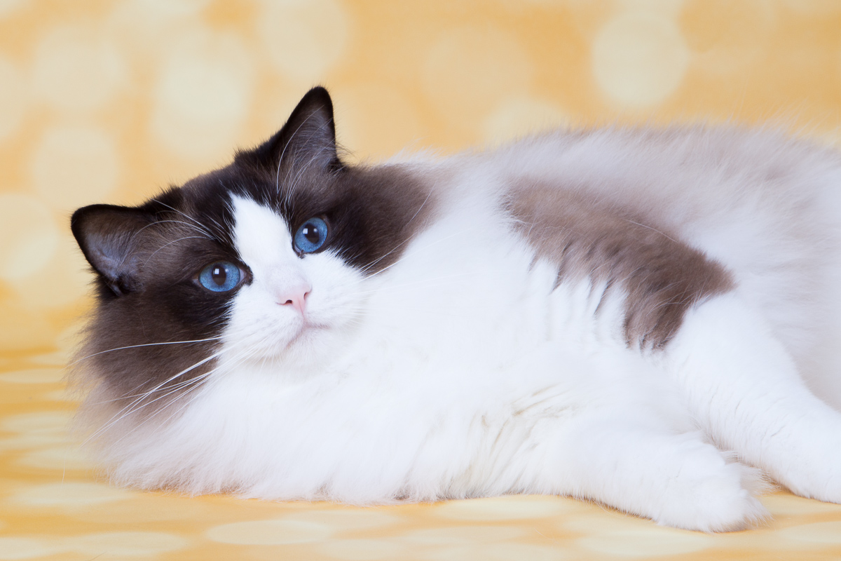 Рэгдолл: описание породы, фото кошки, характер, окрасы, размеры и вес, отзывы владельцев