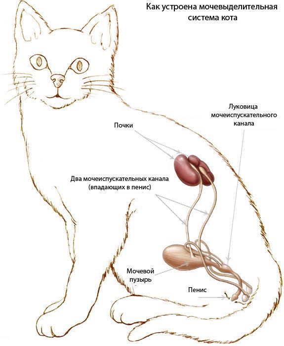Цистит у кошек: почему возникает, как проявляется и чем лечить