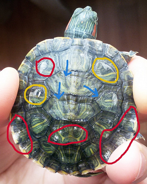 Почему у красноухой черепахи облазит кожа