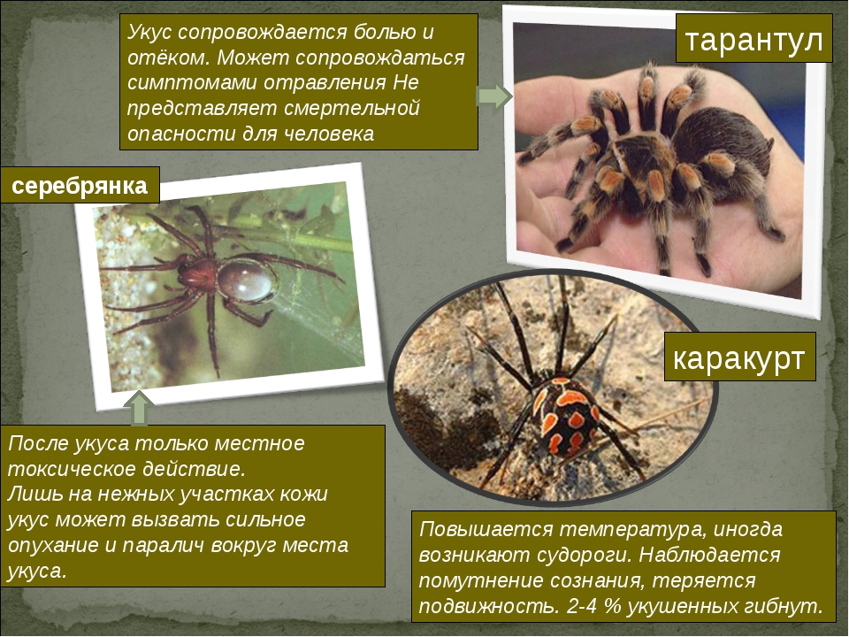 Заболевания печени * клиника диана в санкт-петербурге