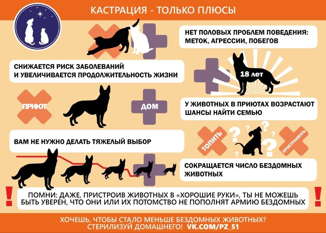 Перед стерилизацией кошки не кормить. Стерилизация животных. Собака плюс кошка. Плюсы стерилизации животных. Плюсы кастрации животных.