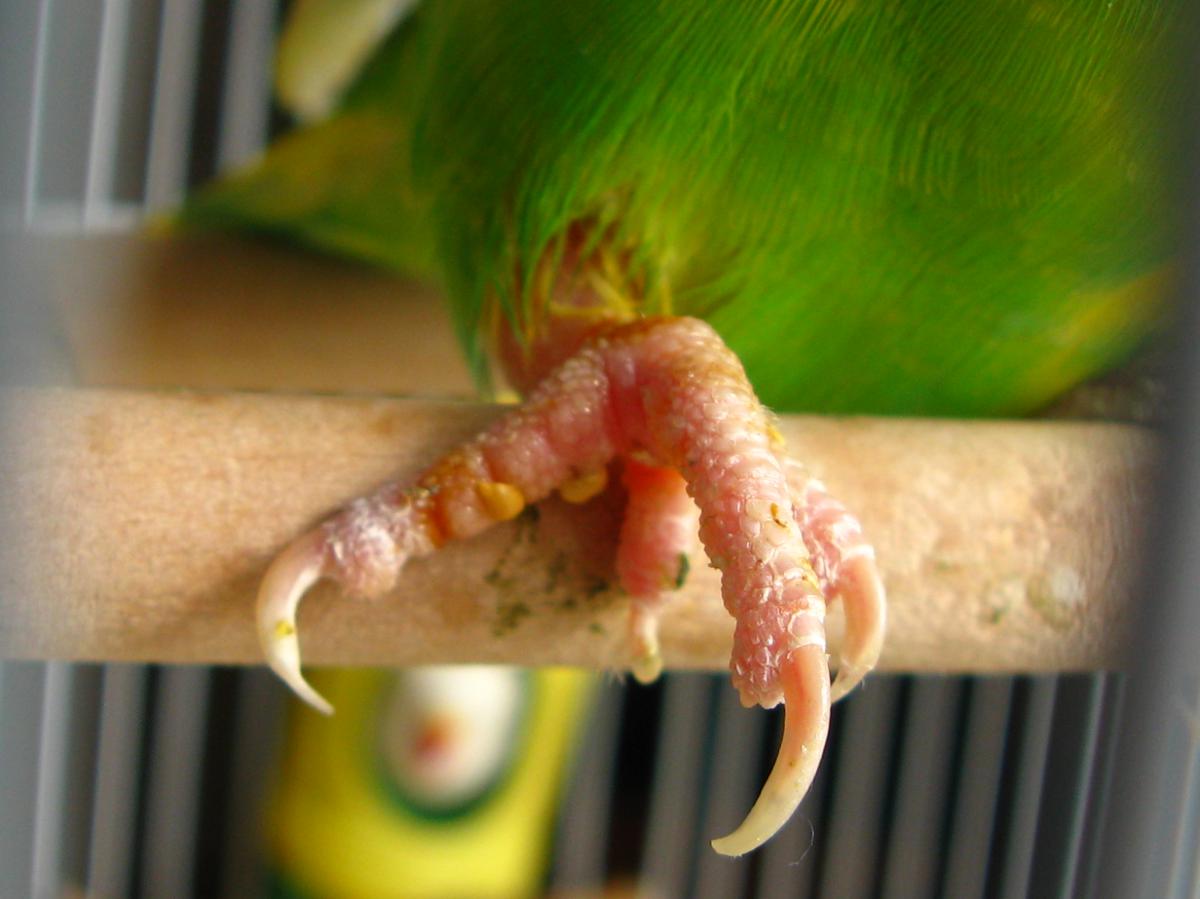 У попугая отказали лапки: что делать когда не работают или парализовало лапы, как лечить паралич