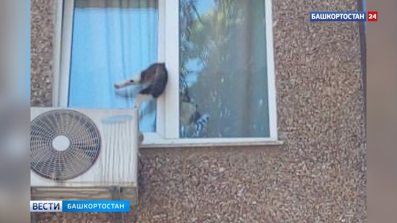 Как найти домашнюю кошку упавшую с балкона