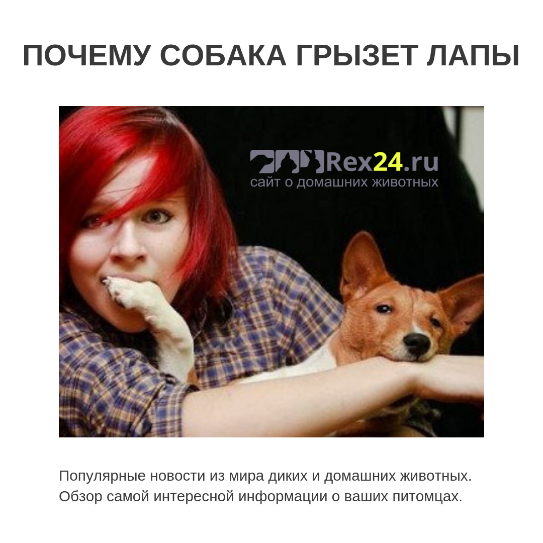 Почему собака грызет лапы: причины и нужно ли беспокоиться