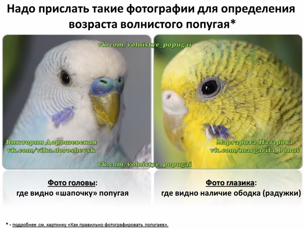 Как видят волнистые попугаи