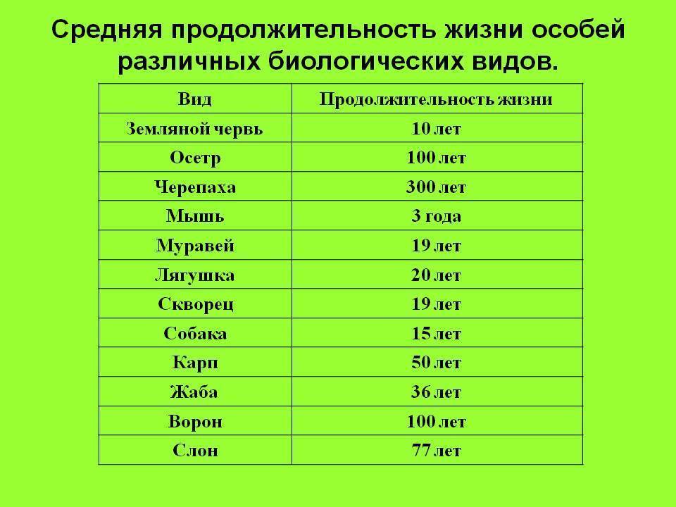 Продолжительность жизни совы: особенности, полезная информация и интересные факты :: syl.ru