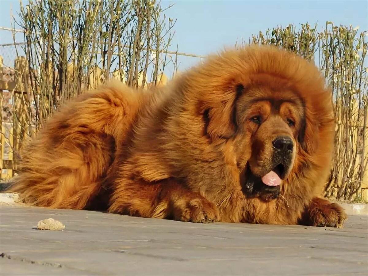 Сторожевые собаки: описание, популярные порода данной группы.