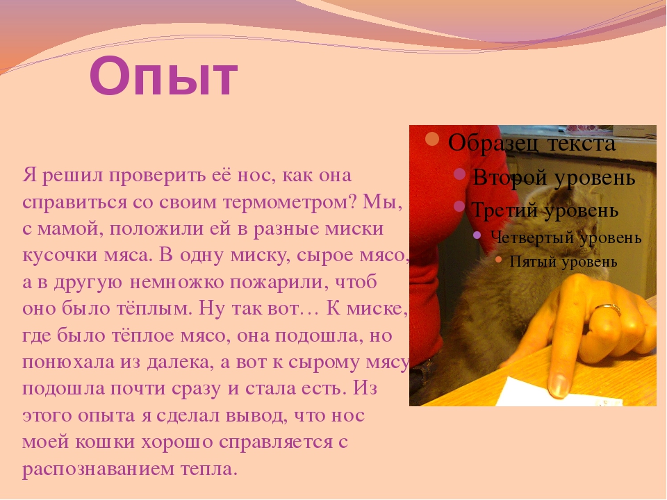 Мокрый и холодный нос у кошки
