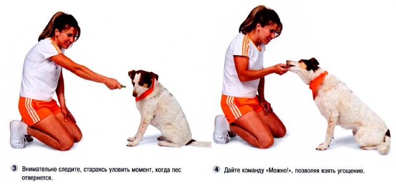 Как научить собаку команде голос и другим командам