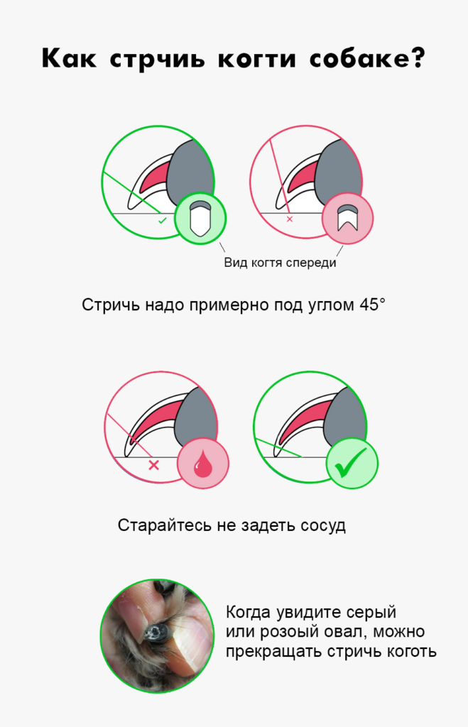 Как подстричь когти собаке: нужно ли и как правильно в домашних условиях, как часто, чем и что делать, если собака не дает. как стричь ногти йорку и той терьеру?