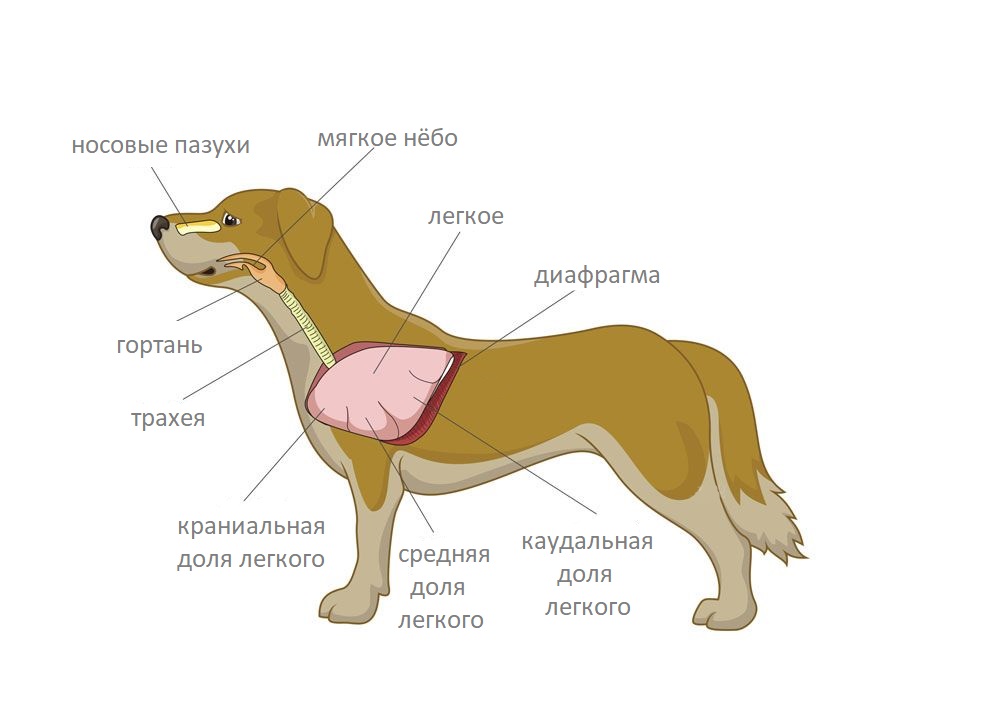Болезни дыхательной системы у собак