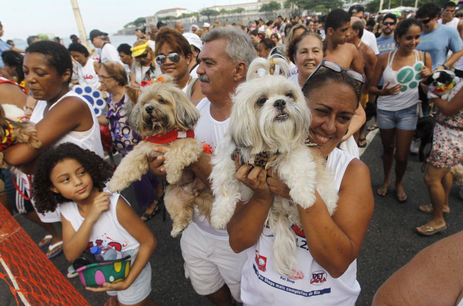 Весёлый карнавал для собак и их хозяев в рио-де-жанейро