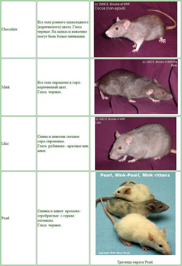 Виды крыс - фото и описание