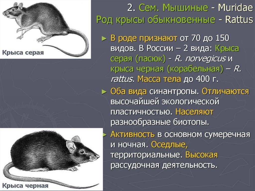 Крысята дамбо описание породы