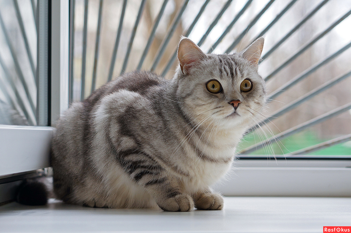 Скоттиш страйт – шотландская прямоухая кошка