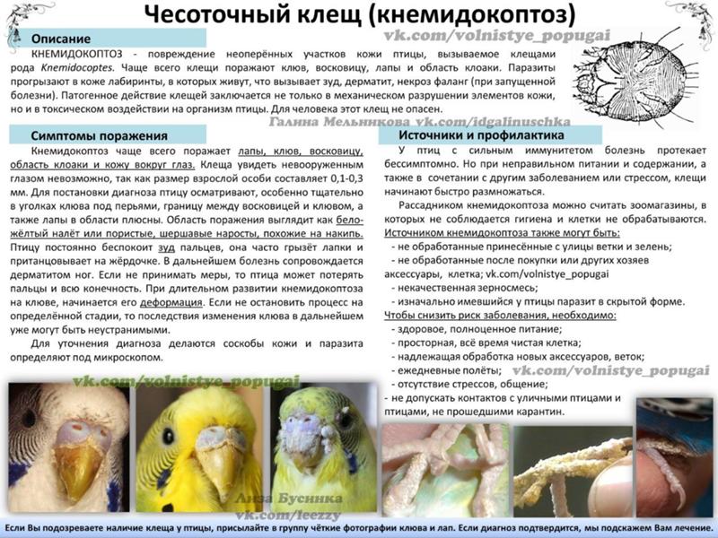 Орнитоз у попугаев | симптомы и лечение