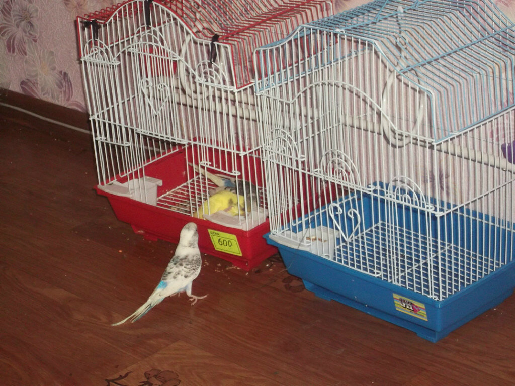 Адаптация попугая после покупки