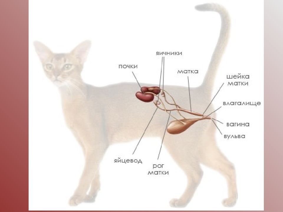 Можно ли стерилизовать кошку во время течки: последствия