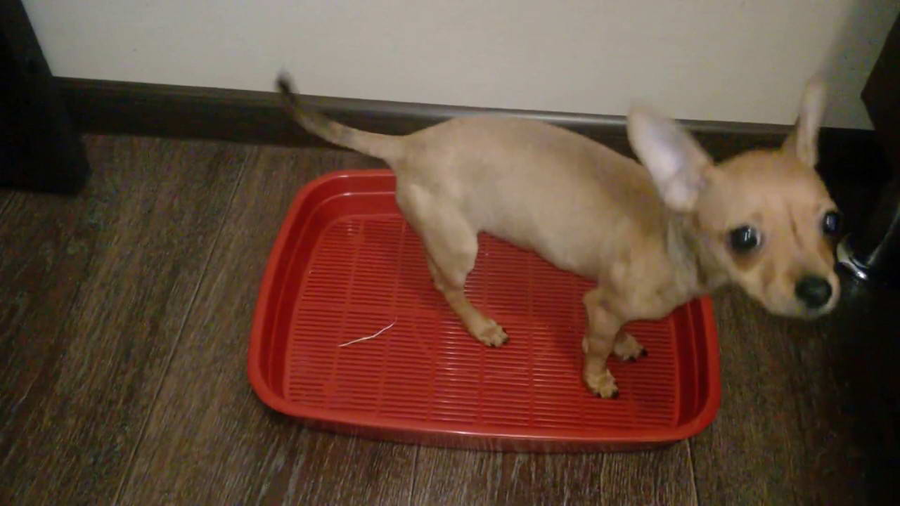 Как приучить щенка ходить на пеленку и к лотку: туалет в квартире для собаки