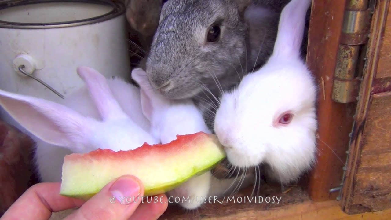 Можно ли давать кроликам арбузные корки или мякоть?