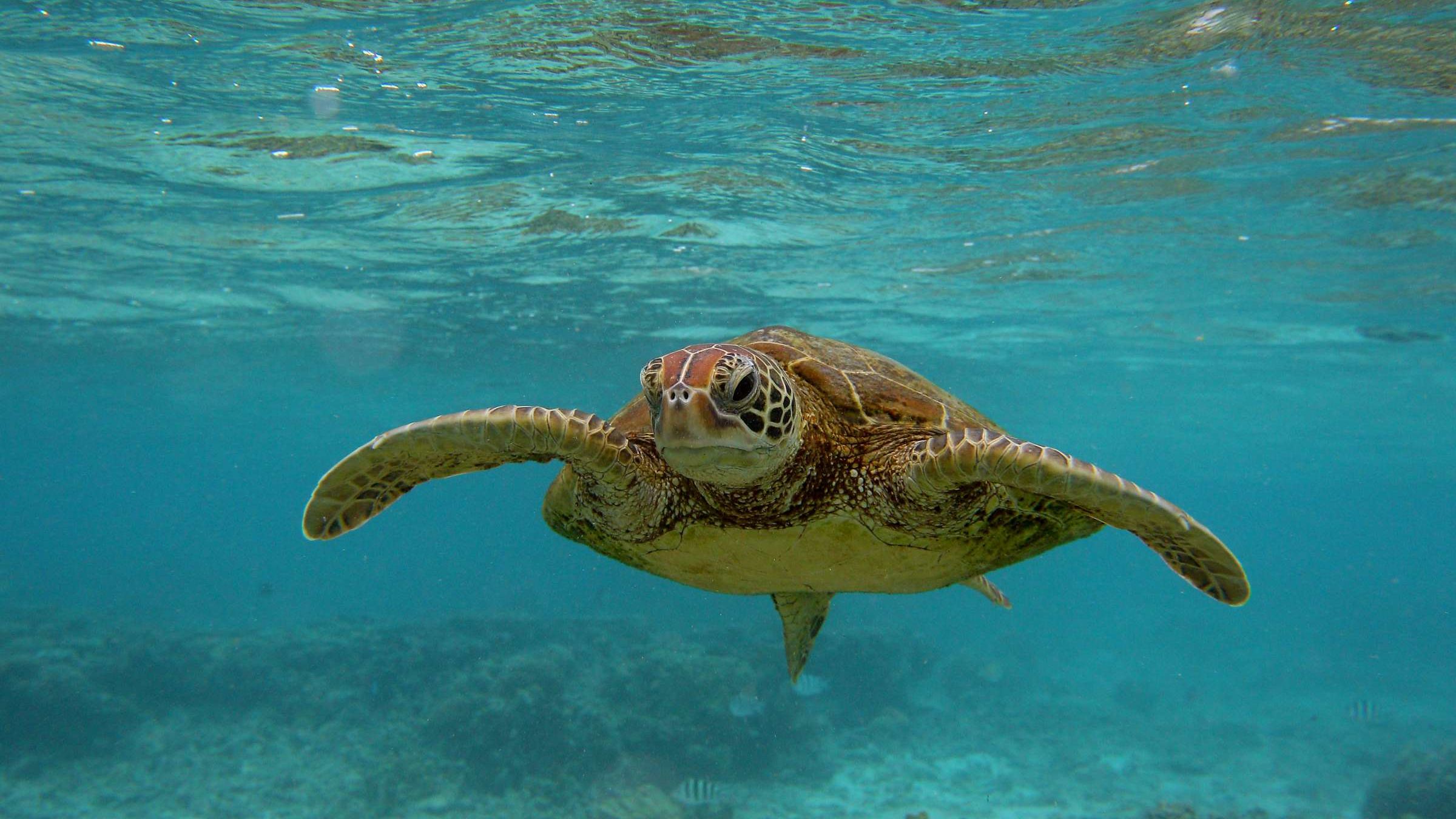 Плавающая в море черепаха 5. Морская черепаха бисса. Гигантские морские черепахи индийского океана. Бисса, Барбадос. Морская черепаха бисса настоящая Каретта.