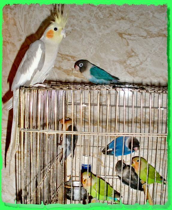 Корелла и волнистый попугай: можно ли держать в одной клетке, уживутся ли птицы, могут ли ожереловые быть соседями с кореллой, отзывы