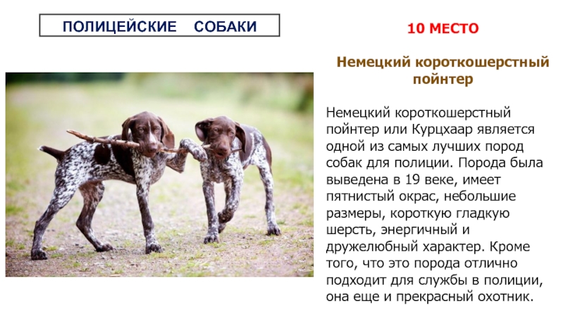Собаки породы курцхаар: здоровье, уход, характер | блог ветклиники "беланта"