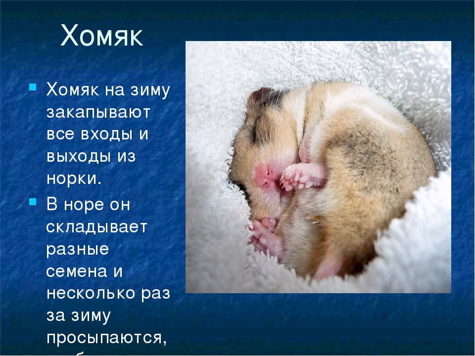 ᐉ почему хомяк постоянно спит: норма или отклонение? - zoopalitra-spb.ru