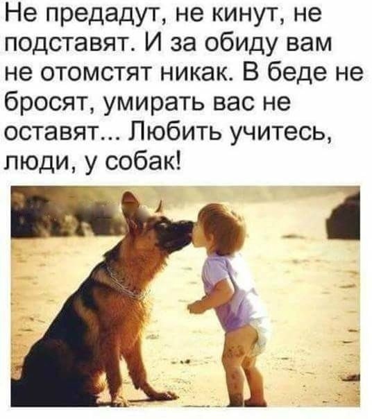 Самые преданные породы собак: топ-10 самых верных собак в мире