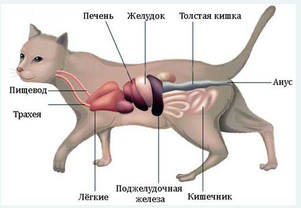 Если у кота отказали задние лапы: причины и варианты терапии