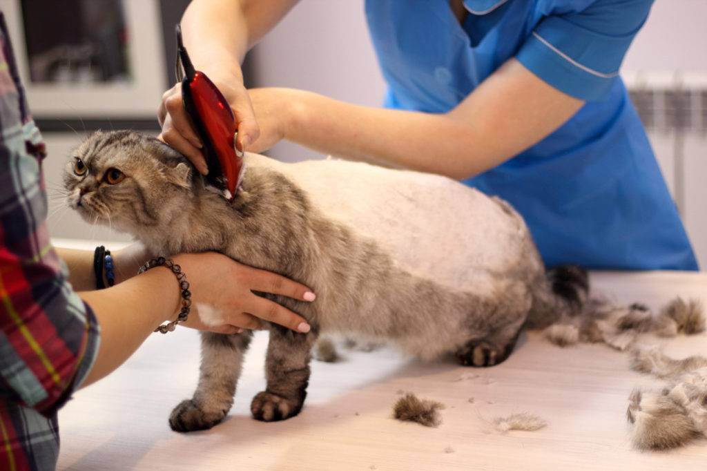 Варианты что случится с усами кота если их обрезать: отрастают ли они по новой