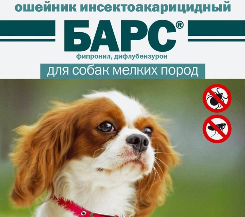Выбор правильного ошейника для собаки против клещей и блох