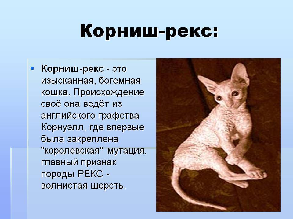 Корниш-рекс (порода кошек): фото, описание породы, питомники
