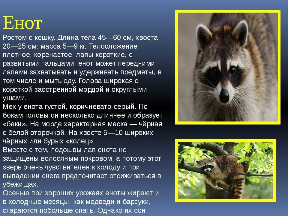 Как содержать енота в домашних условиях?