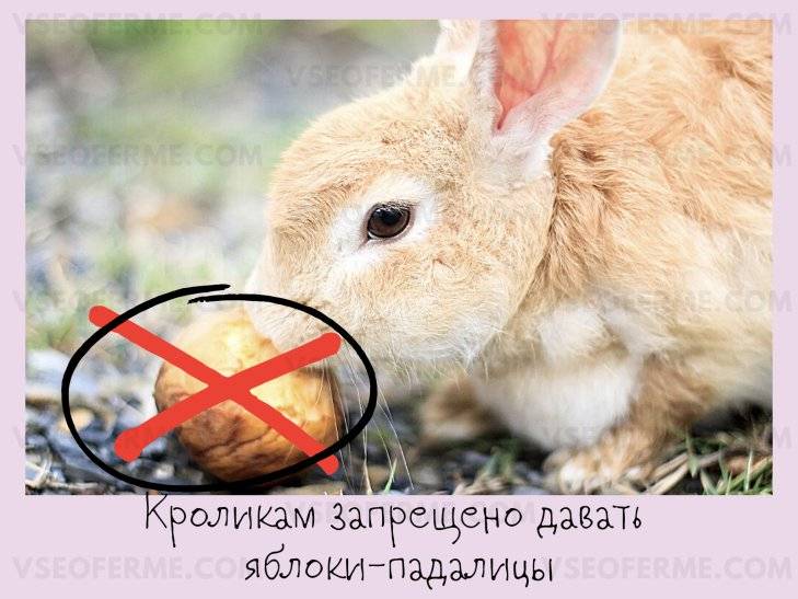 Можно ли кормить кроликов яблоками
