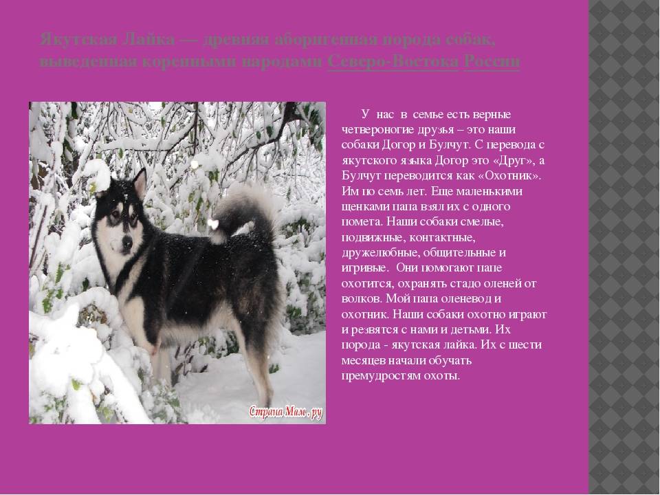 Подробное описание восточно сибирских лаек и их продолжительность жизни
