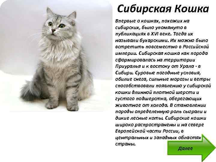Сибирская кошка: описание породы, характер и уход