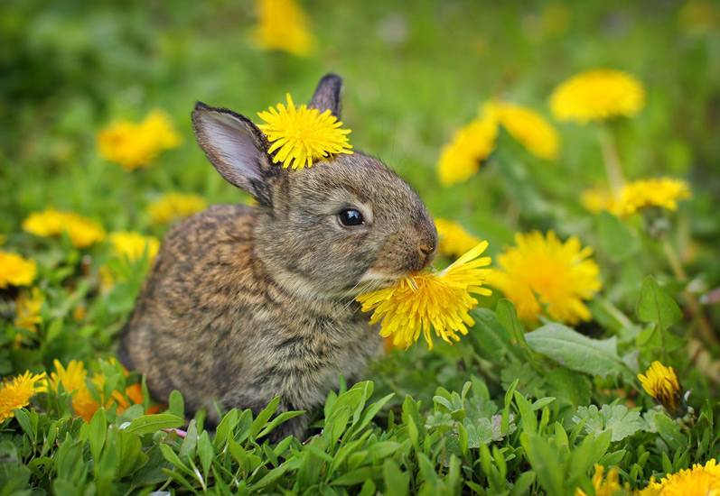 Можно кроликам давать одуванчики. Что едят зайцы. Кролик в одуванчиках. Заяц ест траву. Кролик ест одуванчик.