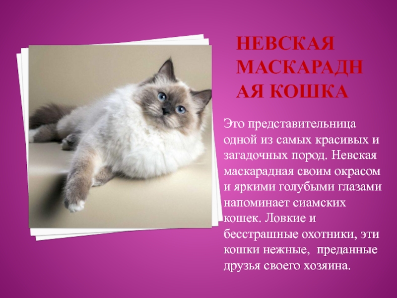 Невская маскарадная кошка