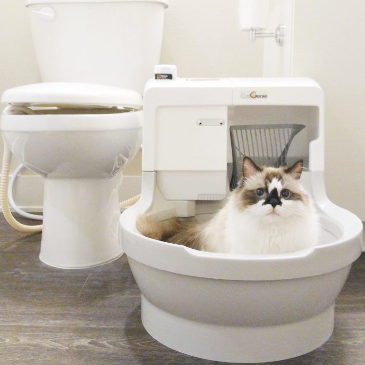 Туалеты для кошек закрытые: выбираем комфорт для животного и чистоту для дома - kot-pes